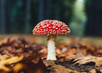 ingmar-xxemhVfraEw-unsplash.jpg